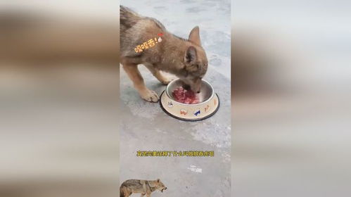 狼吞虎咽的生肖是哪个？最准确的生肖是什么意思？