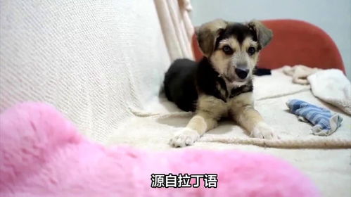 有没有什么洋气又好听的名字适合给母狗取？