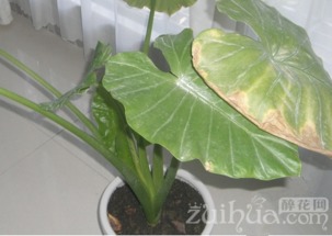 1.2 周边环境因素对吐水强较大度的调节作用
