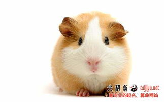 羊年属鼠人的运势如何？有没有什么忒别的吉凶预测？