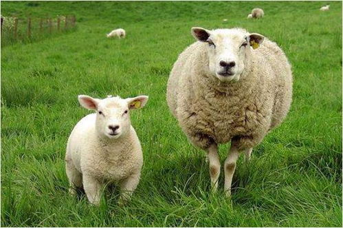 67年属羊57岁2026年运势总结是什么？