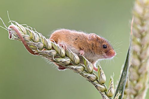 2026年已婚属鼠人和属鼠人25年分别会有烂桃花吗？