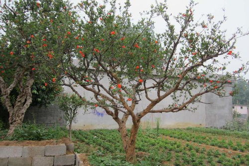 二、 光照需求之重要性及不足光照所致后果