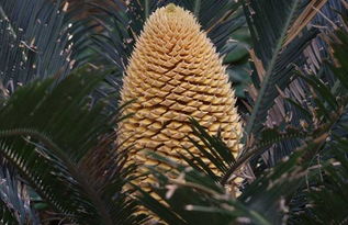 铁树在12生肖中代表哪个生肖？铁树与12生肖的寓意是什么？