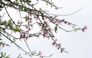 紫薇八字视域下偏财运程的深度解析与学术报告