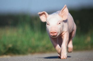 属猪女：旧爱重逢最致命