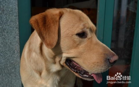 一、 梦境心理学视角下的“众猎犬”意象解析