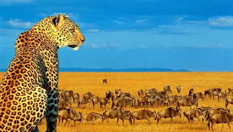 狡兔：速度与机智的化身