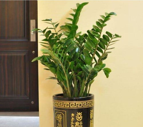 6. 果实吉祥与健康双惠