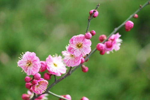 2023年十二生肖桃花运和2026年桃花转运生肖爱情运势分别详解是什么？