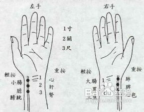四、 脉象差异与医学解释