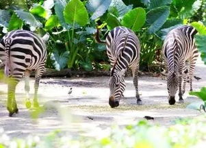 特色动物大盘点（别抱太大期望）