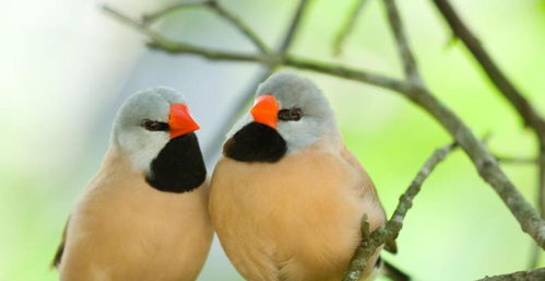 占鹊噪方向吉凶，这鹊噪究竟指的是哪种鸟儿？