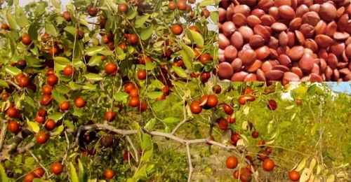 一、 橄榄在传统文化中的象征意涵与历史渊源