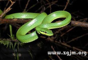 周公解梦：梦见丈夫被蛇咬，这是不是预示着什么不祥之事呢？