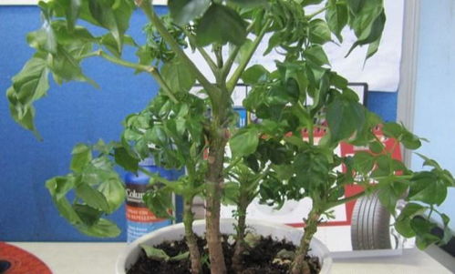 生肖鼠适合养什么绿植？鼠生肖图片有何寓意？