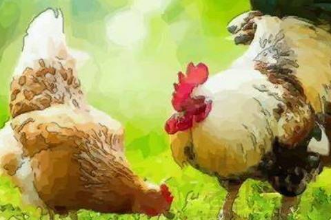 属鸡的生肖配对有哪些？鸡年属什么生肖？