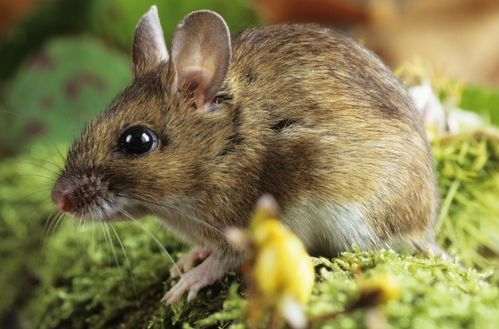 1972年属鼠人2026年农历八月财运运势分析具体是什么？