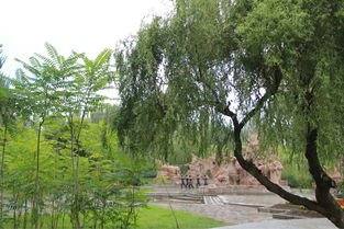 植物景观：荒凉中的那一抹绿