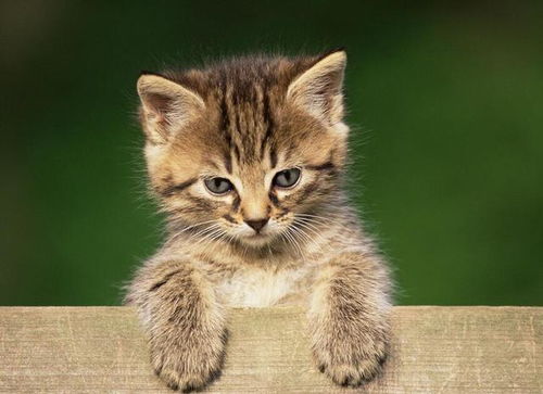 二、自然现象与动物来临：天象回应与祥瑞寓意