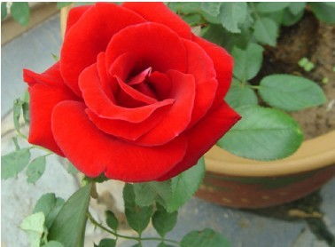 带刺就是凶器？笑死！