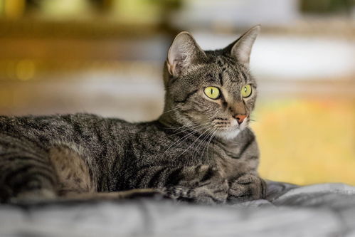 二、 猫咪夜间叫声的生理状况机制