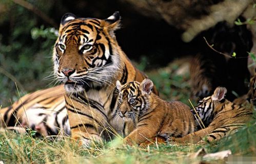 2021年属虎人的运势到底如何解析？