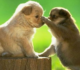 属狗午时出生与巳时属狗、午时属猪的夫妻关系是否相冲？