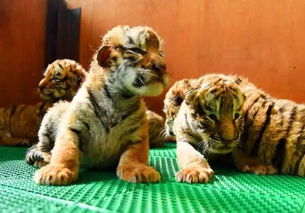 2026年出生的虎宝宝男孩，有哪些好听的名字推荐？