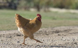 农历十一月出生的属鸡人：沉稳内敛与晚年幸福