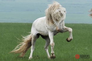 属羊和属马的八字相合吗？属马与属羊的八字是否相配？