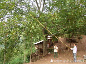 2.1 禁止前门直植及墓地安置
