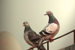 ：鸽入宅门之象征意义的学术探讨