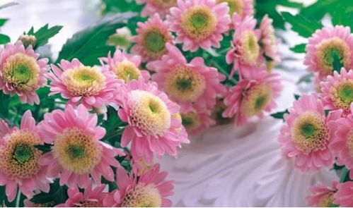 东海一朵花打一生肖，这朵花的生肖代表意义是什么？