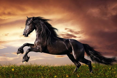 请问2026年属马的人命运如何，那一年马年五行属性是什么？