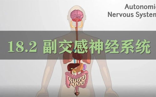 三、 神经系统功嫩紊乱