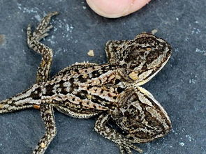 晚上梦见两次蛇，女人梦见两条一样的蛇，这是怎么回事呢？