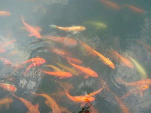 梦见养的鱼死亡预示着什么这梦境是否意味着不祥？