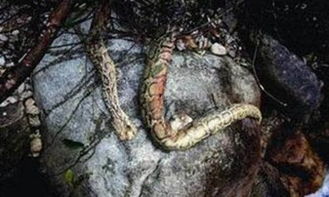“千年诅咒”之谜：隐藏在文字背后的真实相
