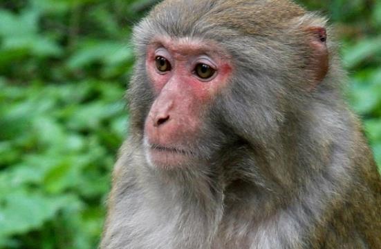 属猴人哪一天出生的人财运最为旺盛？