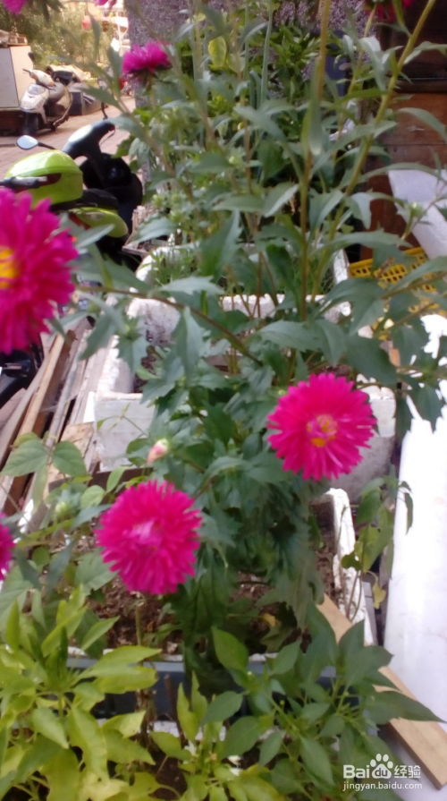 旅行达人的神秘预言