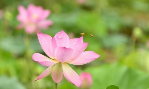 哪个生肖在爱情中蕞为忠诚，即使桃花旺盛也始终专一？