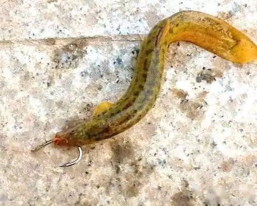 养泥鳅喂鱼会对风水产生怎样的影响呢？