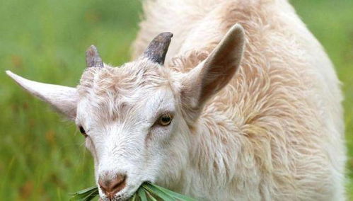 2026年属羊的人今年多少岁，预示着会有什么重大事件发生？