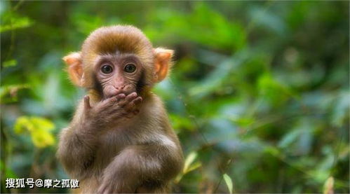 1980年属猴人2026年农历九月运势及全年各月运势分别是什么？