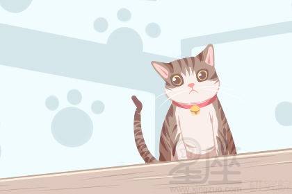 白黄兔子进宅预示吉凶，白爪黑猫入宅是否为吉祥之兆？