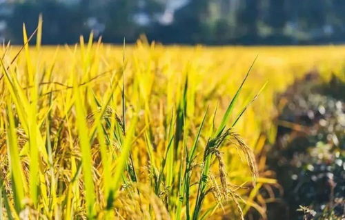 全球地缘政治背景下的粮食危机与挑战