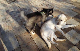 三、 实现和谐共处的策略框架