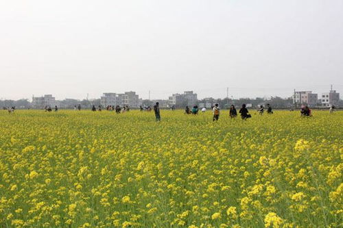 啊啊啊兴城那片黄不拉几的花海又搞事情了！