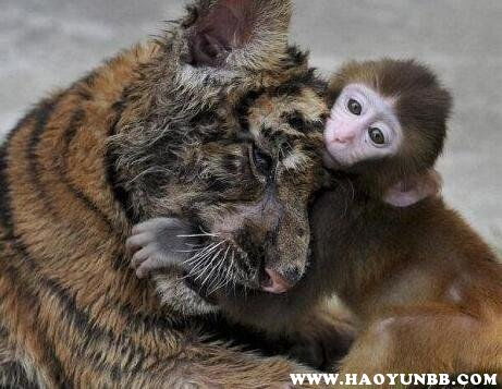 男虎女龙婚配结果如何？猴虎相配婚姻前景怎样？